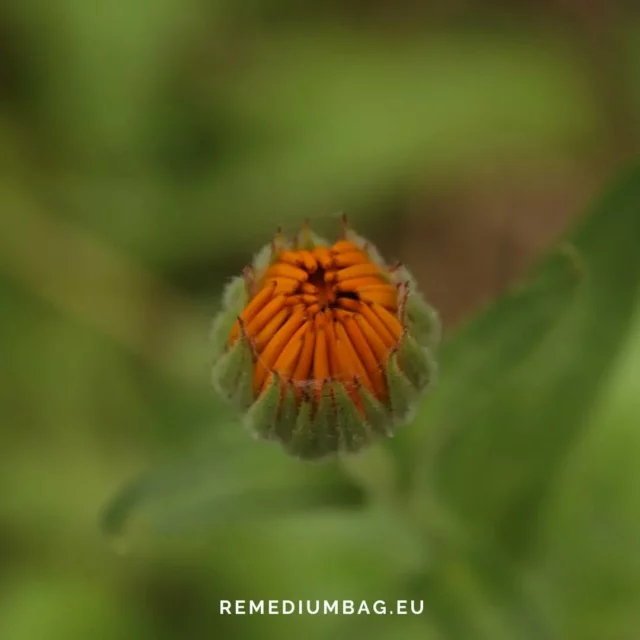 🌱 wiosna w pełni, czas trochę odświeżyć ig i pokazać co słychać w pracowni. Niektóre projekty na wiosnę czekały 🙂 
.. 
. 
#wiosna #pracownia #natura #ekodesign #odpowiedzialnamoda #zielonomi